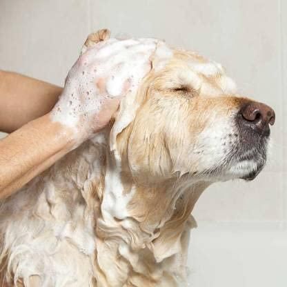 Anti-Itch Dog Shampoo|Ditch to Itch 300ml Pack of 2 - Premium  from Roposo Clout - Just $550! Shop now at Mystical9