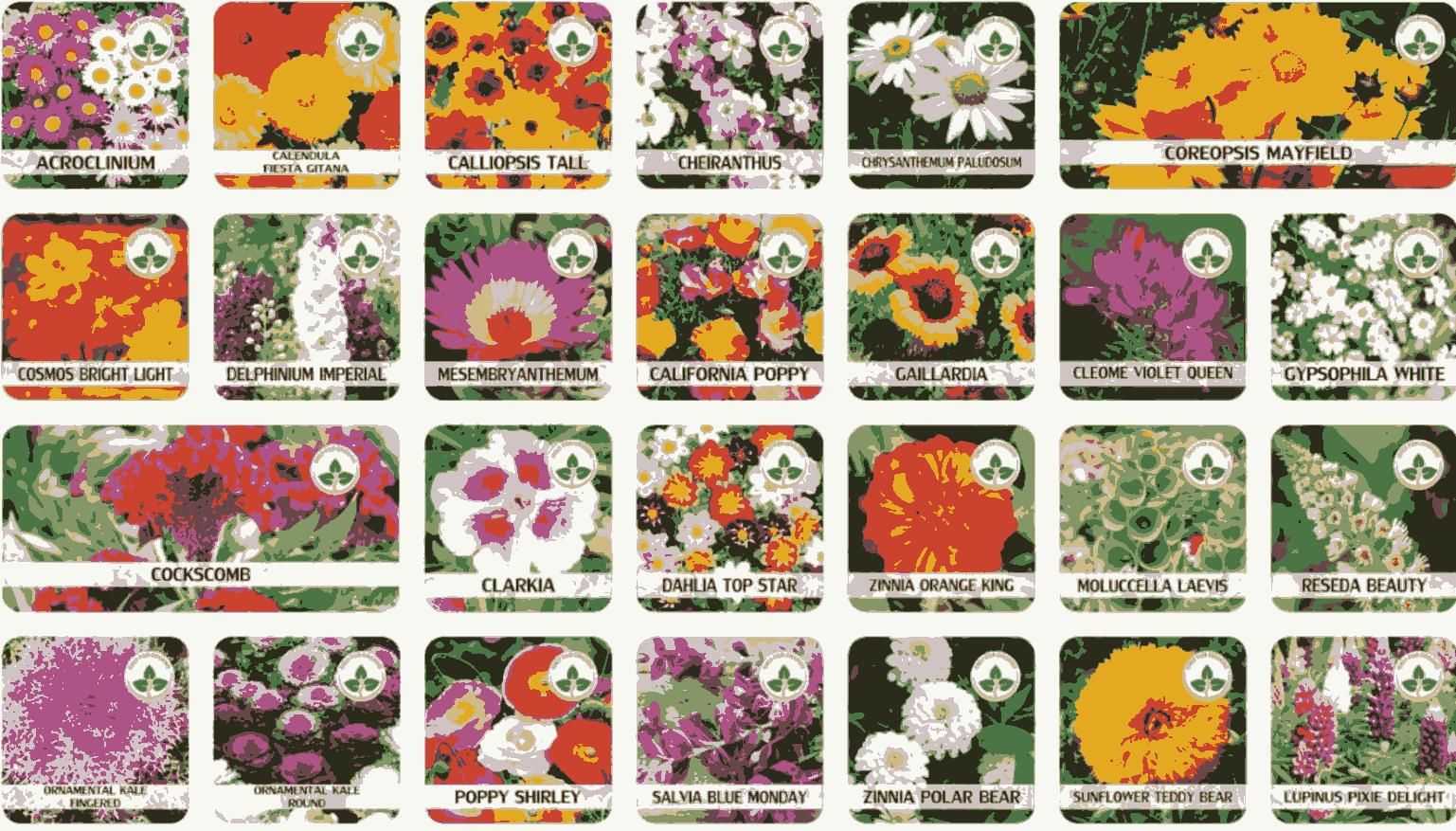 Varieties of Flower Seeds (Pack of 100) - Premium  from Roposo Clout - Just $550! Shop now at Mystical9